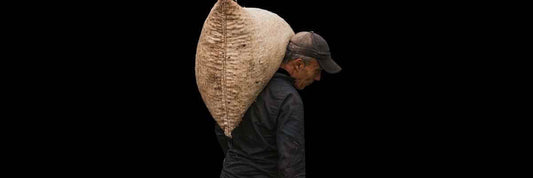 zbiór herbaty