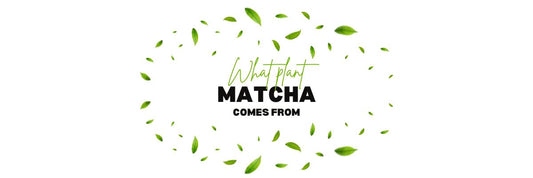 z jakiej rośliny pochodzi matcha