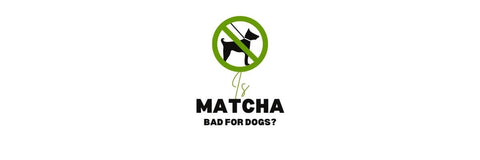 czy matcha jest szkodliwa dla psów?