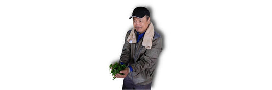 zielona herbata sakamoto