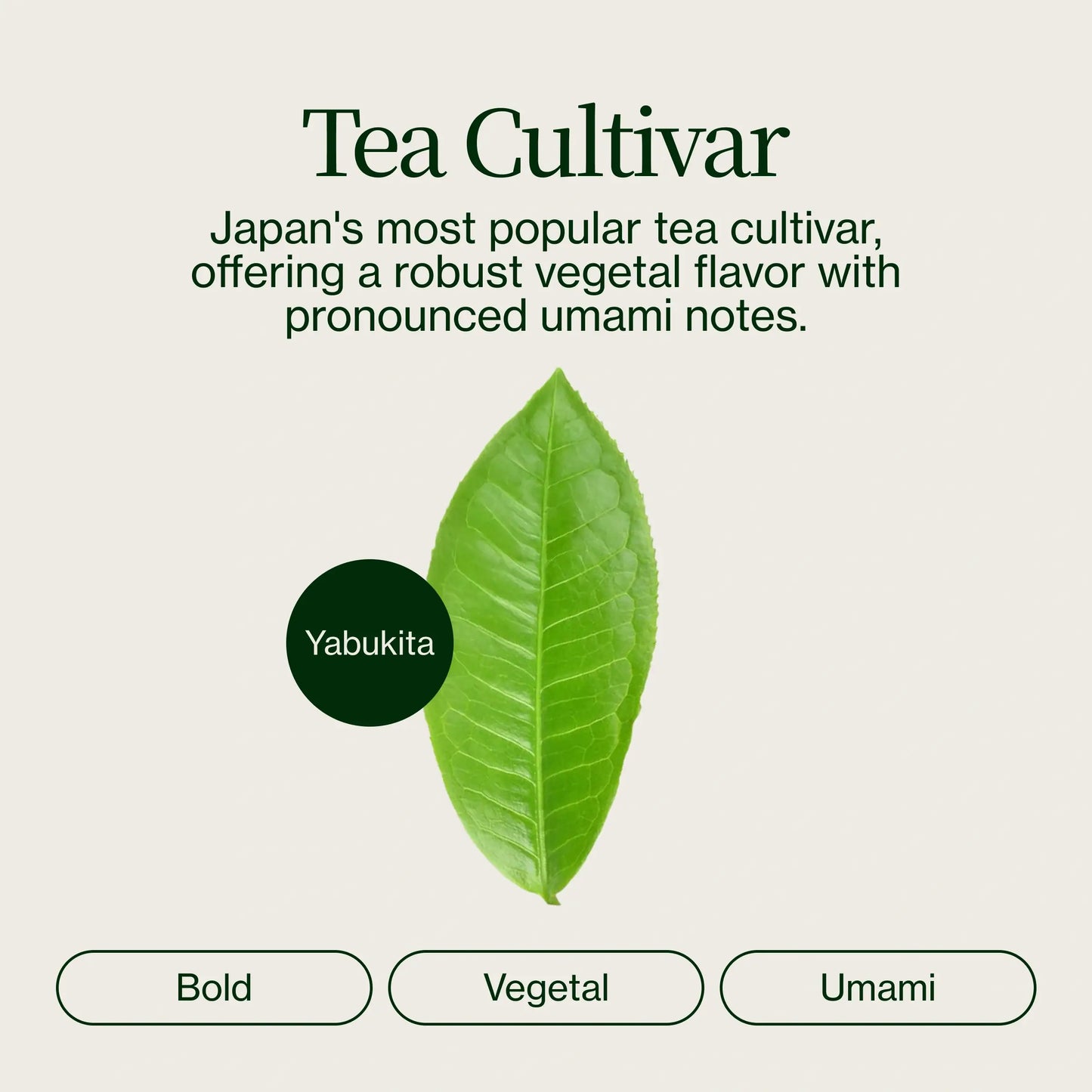 Proszek Matcha Latte Premium