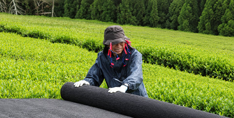 Takatomo Katagi, Nio Teas partner tea farmer in Asamiya, Japan