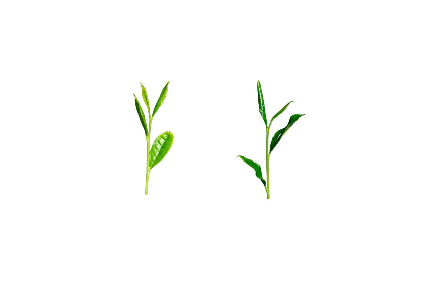 Gyokuro proces uprawy