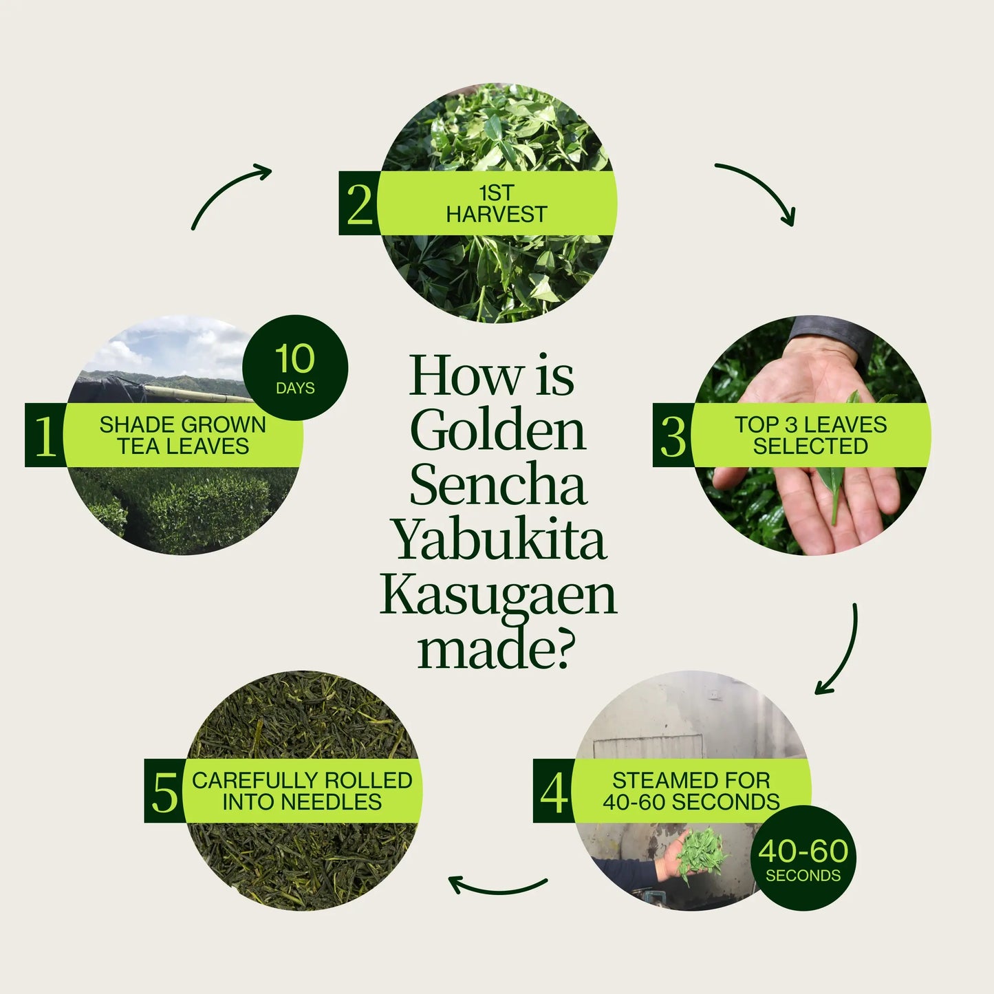 Złoty Sencha Yabukita Kasugaen