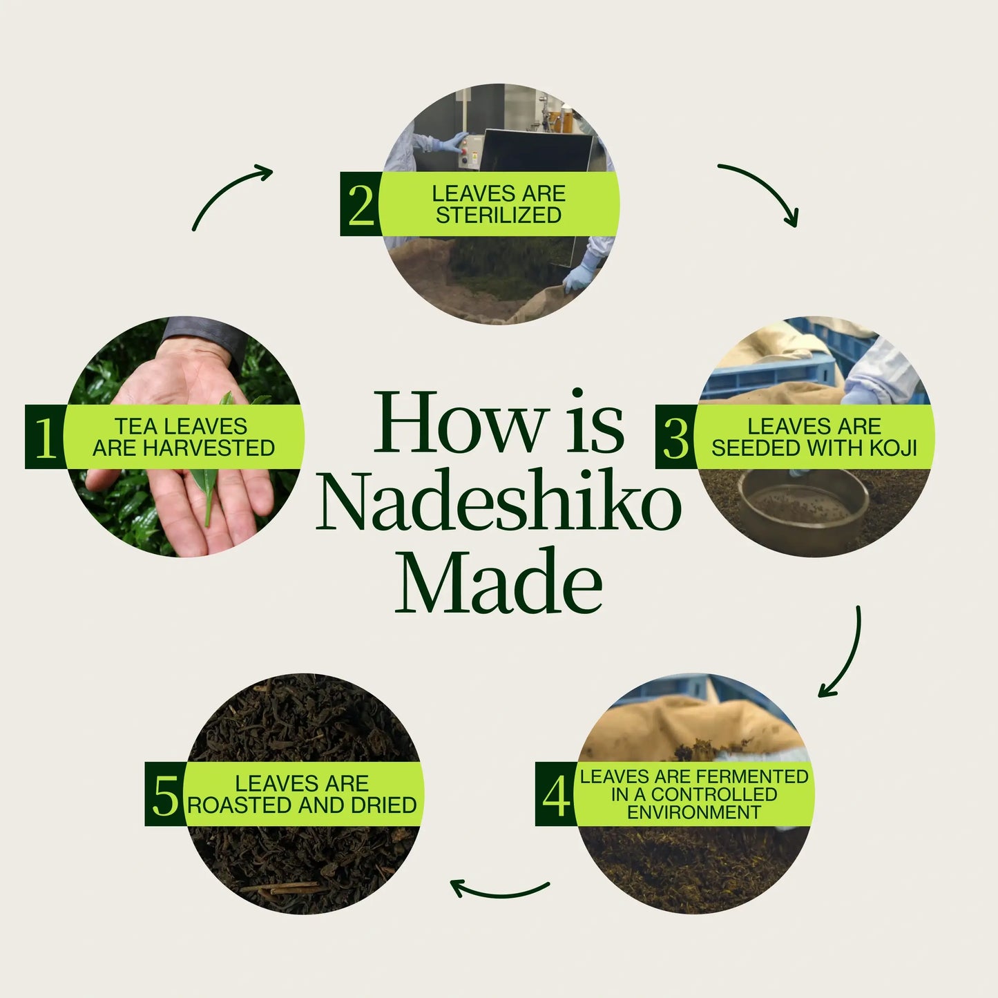 Japońska Herbata Fermentowana Z Różą Nadeshiko