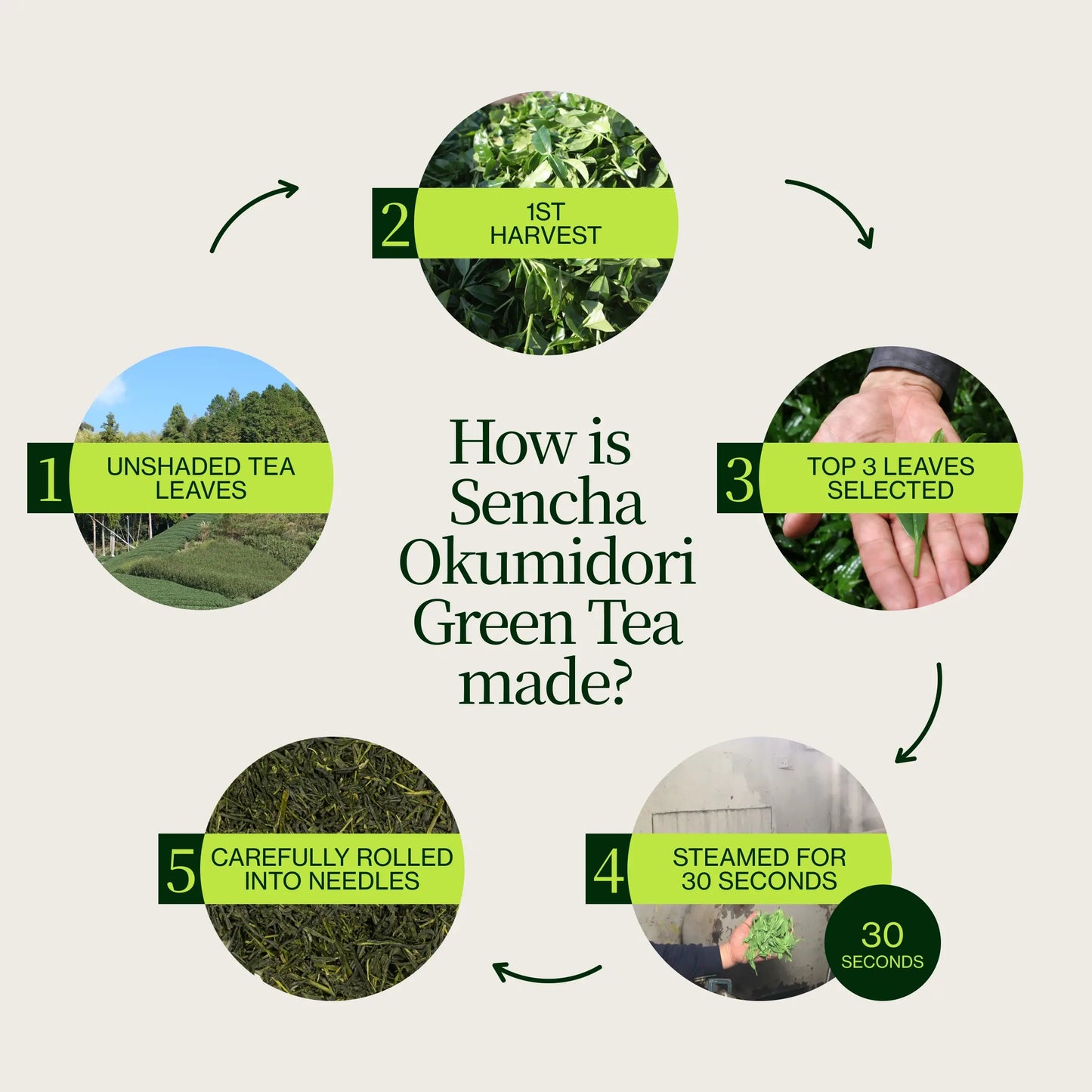 Sencha Zielona Herbata Okumidori