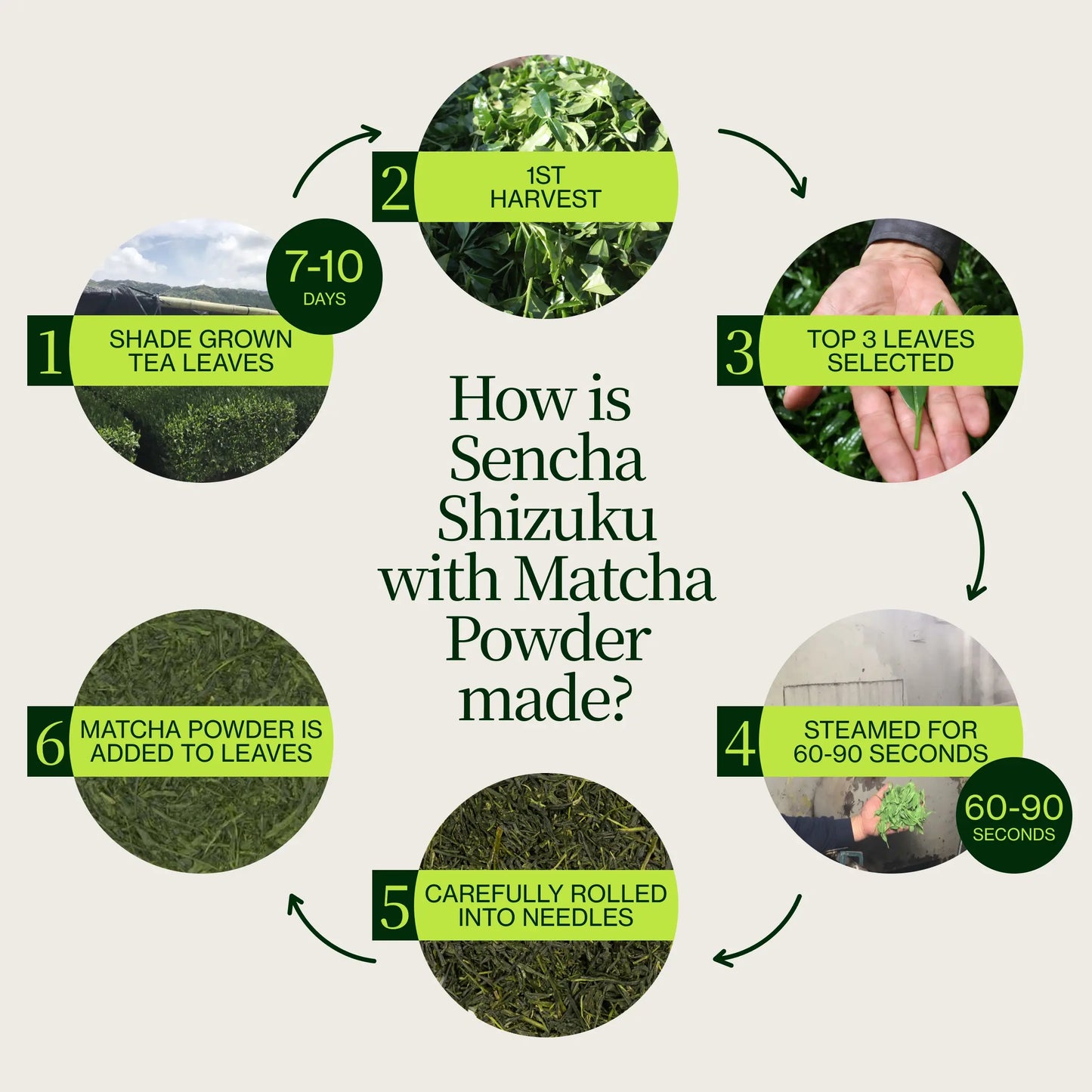 Sencha Shizuku z proszkiem Matcha