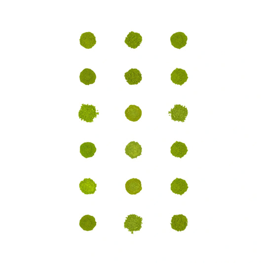 Zestaw 18 próbek Matcha