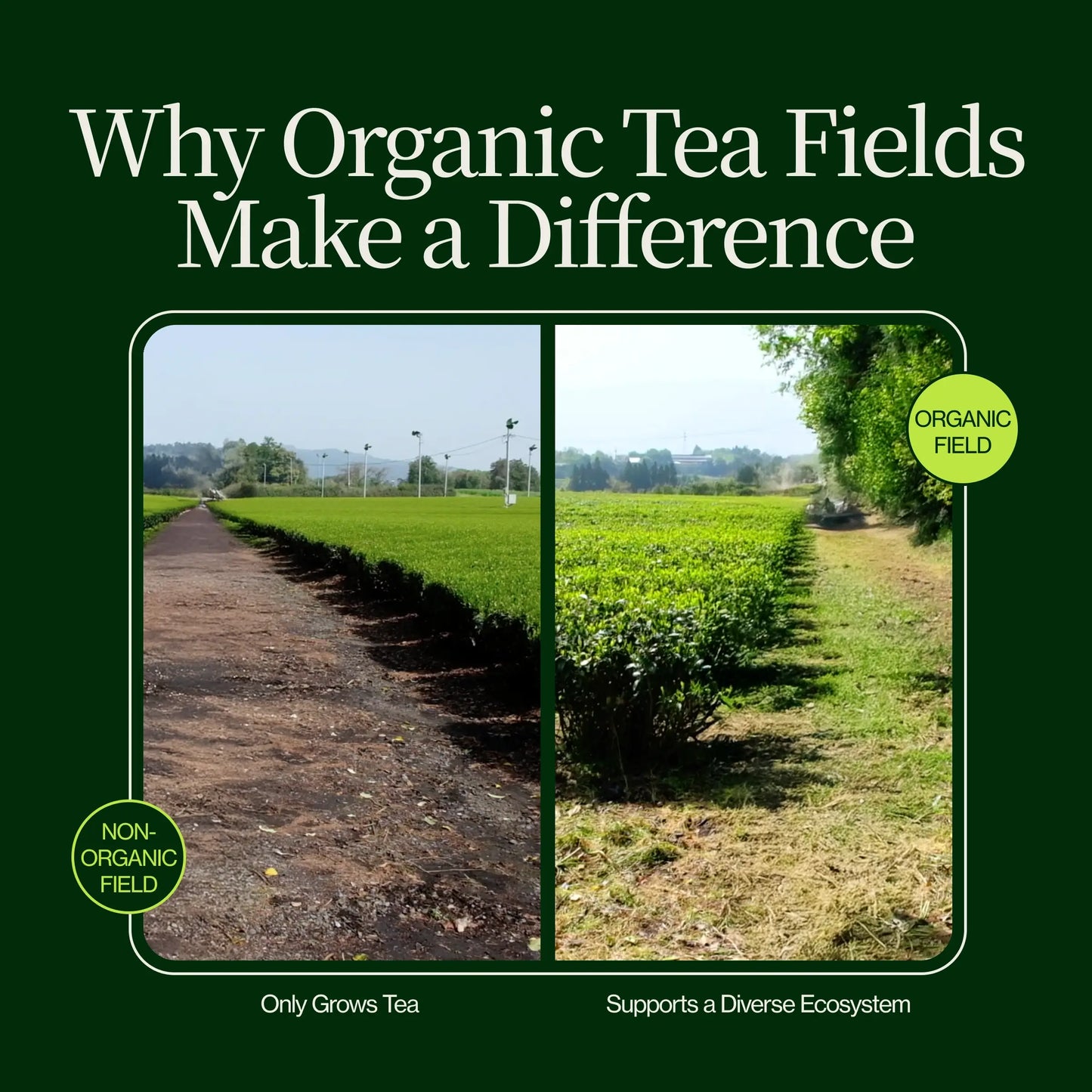 Proszek Matcha Latte Premium