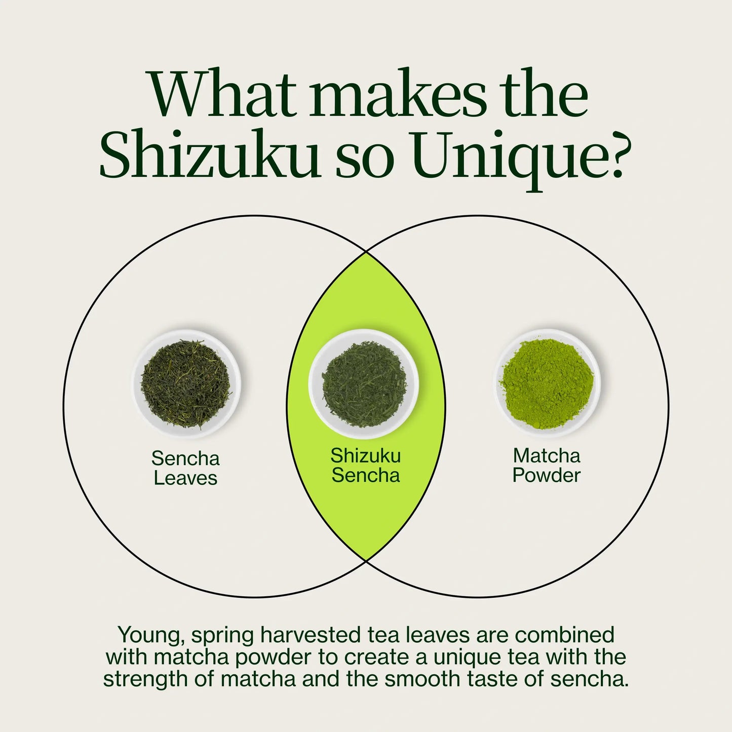 Sencha Shizuku z proszkiem Matcha