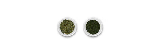 bancha vs Sencha liście
