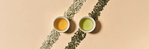 White Tea vs Green Tea: What Sets Them Apart