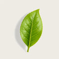 A single fresh green leaf with prominent veins, photographed from above on a light beige background with a soft shadow.