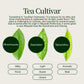 Herbata Miyazaki High Mountain Oolong