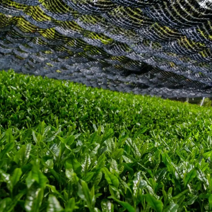 green tea shading